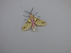 Balacra rubrostriata