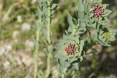Stellera chamaejasme