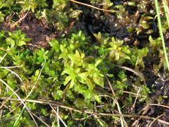 Sphagnum denticulatum