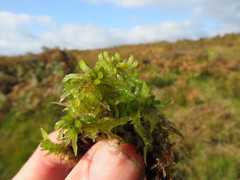 Sphagnum denticulatum