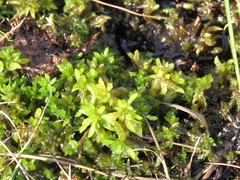 Sphagnum denticulatum
