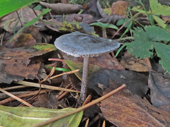 Tephrocybe rancida