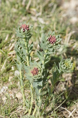 Stellera chamaejasme