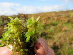 Sphagnum denticulatum
