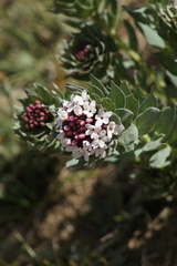 Stellera chamaejasme