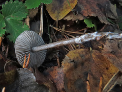 Tephrocybe rancida
