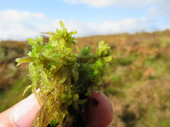 Sphagnum denticulatum