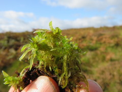 Sphagnum denticulatum
