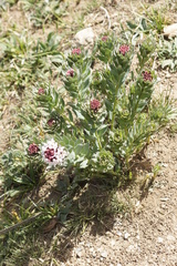 Stellera chamaejasme