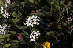 Stellera chamaejasme