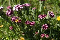 Stellera chamaejasme