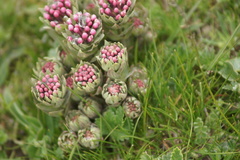 Stellera chamaejasme