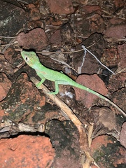 Anolis equestris