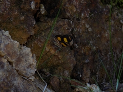 Eutrepsia haemataria
