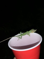 Anolis equestris