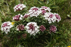 Stellera chamaejasme