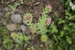 Stellera chamaejasme