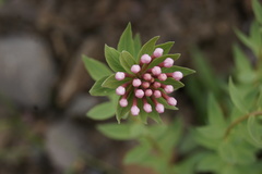 Stellera chamaejasme