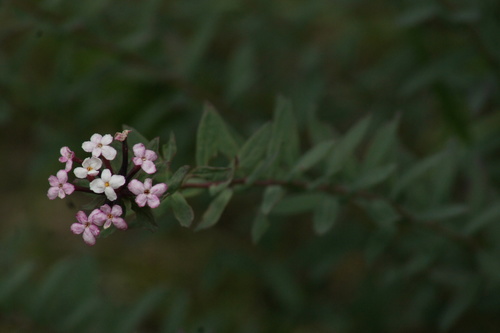 Chinese Stellera