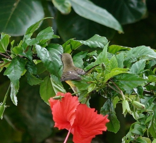 Palawan Sunbird (Cinnyris aurora), photo 6