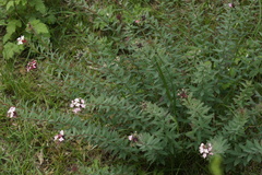 Stellera chamaejasme