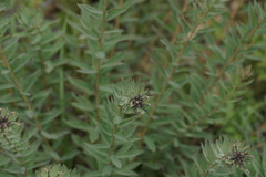 Stellera chamaejasme