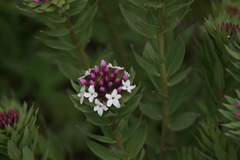 Stellera chamaejasme