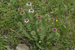 Stellera chamaejasme