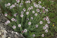 Stellera chamaejasme