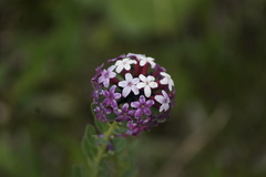Stellera chamaejasme