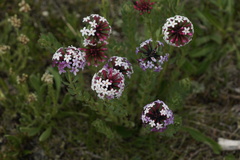 Stellera chamaejasme