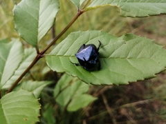 Phanaeus adonis