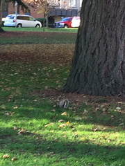 Sciurus carolinensis
