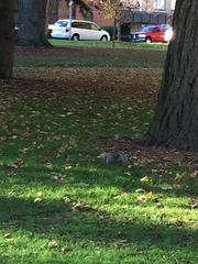 Sciurus carolinensis