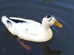 Anas platyrhynchos domesticus