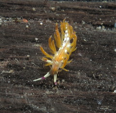 Unidentia