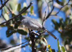 Polioptila nigriceps
