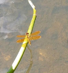 Perithemis tenera