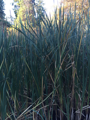 Typha latifolia