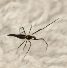 Chikunia nigra