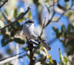 Polioptila nigriceps