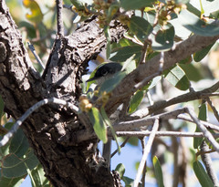 Polioptila nigriceps