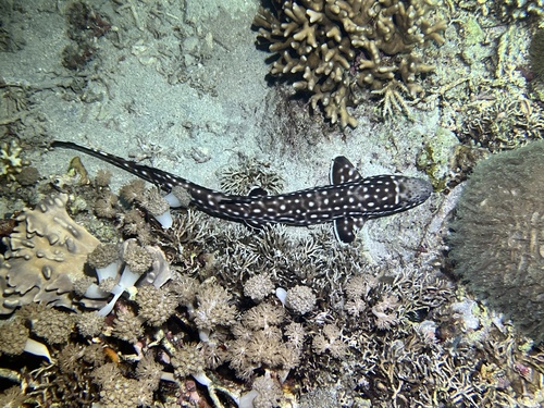 Coral catshark (Atelomycterus marmoratus) — Scyliorhinidae — 3