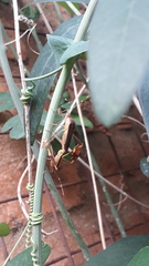 Anisoscelis marginellus