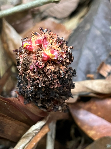 Plagiostachys observed 2025-08-01