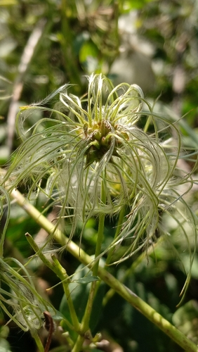 Clematis glauca, photograph 5