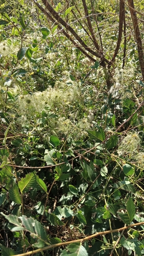 Clematis glauca, photograph 6