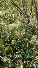 Clematis glauca, photograph Татьяна Иванченко, CC BY, iNaturalist via GBIF