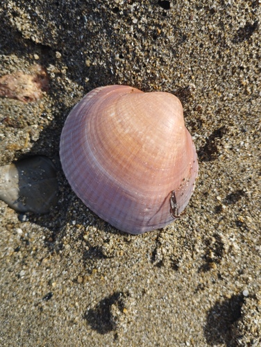Glycymeris nummaria