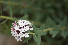 Stellera chamaejasme